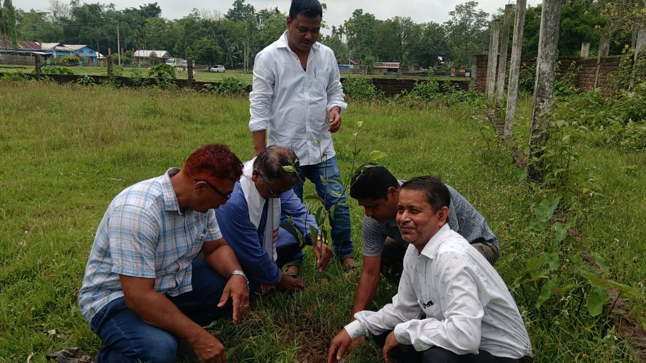 Tree Plantation Details